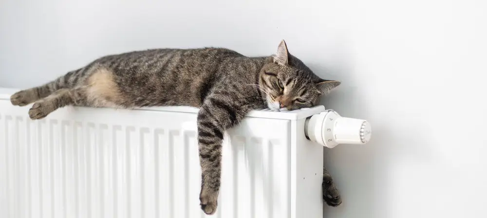 kot na ciepłym kaloryferze w domu